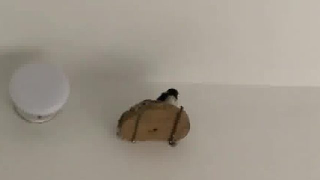 每天早上叽叽喳喳出 门找对象，晚上孤孤单单回家来