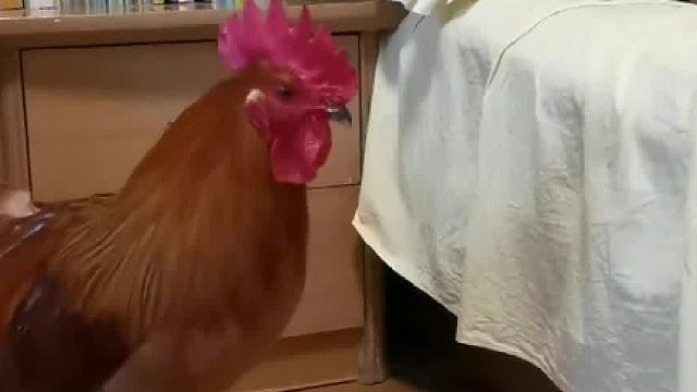 躲过了外面的人山人海 愣是没躲过鹰子的打鸣