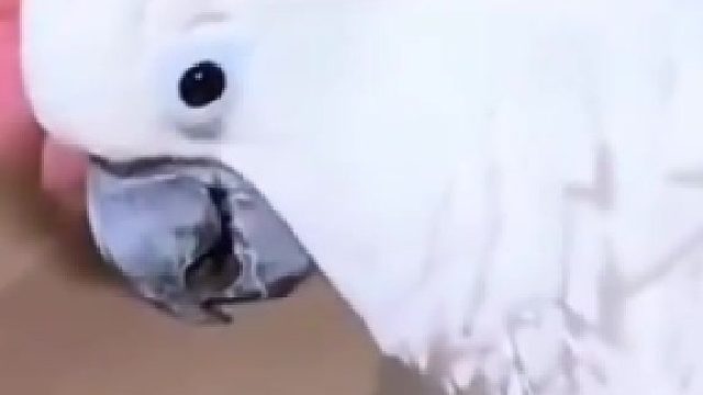 这小脾气真暴躁！忘记给它添鸟粮了！在这发脾气呢！