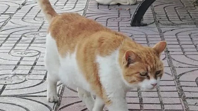 哈基米这个僵持