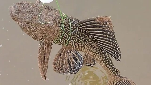 鱼 去吧，以后游起来就轻松多了！