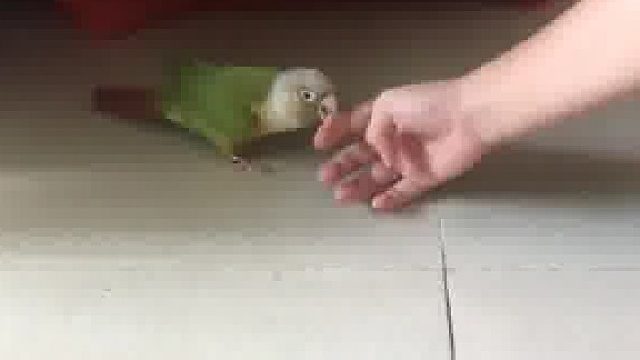 小鸡和鹦鹉抢零食吃，吃吃打起来了