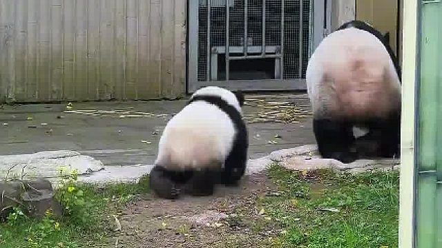 三妹偷袭妈妈，打完就跑哈哈哈