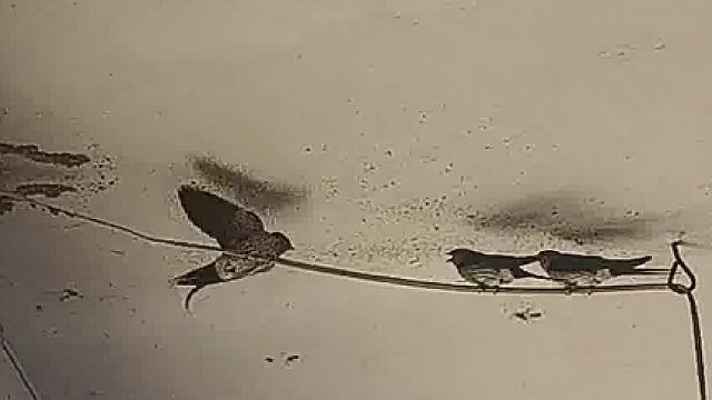 被骂了，也不敢吭声