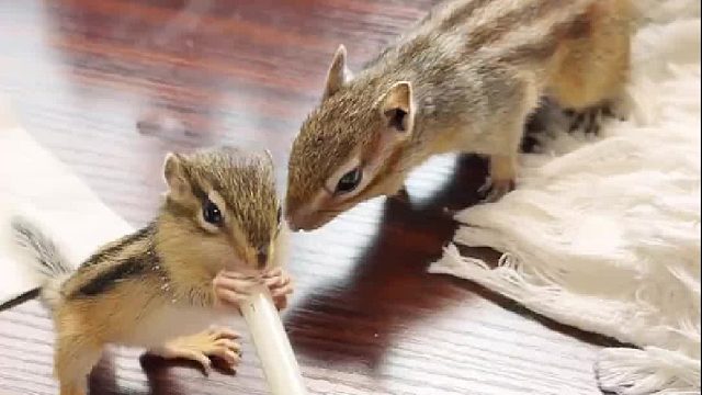 小松鼠普洱的大侄子来了！