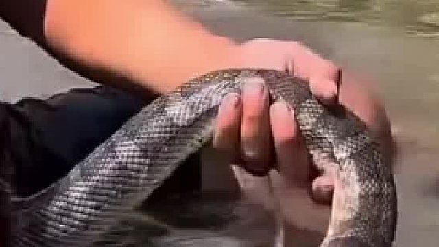 菲律宾生猛哥：在河里逮鱼摸虾，又被不明生物给咬了