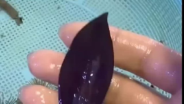 前一秒以为只是叶子，下一秒拿起来居然是螃蟹！网友：这是枯叶蟹