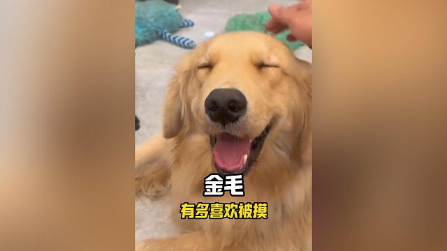 金毛有多喜欢被摸？直接对人露肚子！