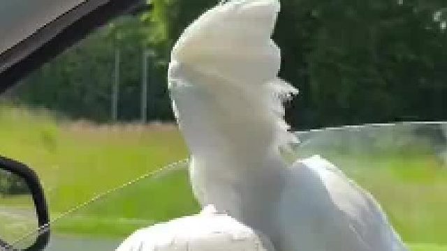 第一次开车带着它，给它激动坏了！