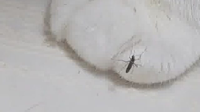 猫咪也怕蚊子咬吗？