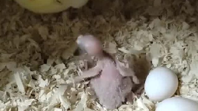 新手带娃，有点不知所措