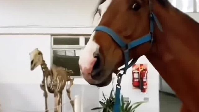 老马这辈子都没这么怕过