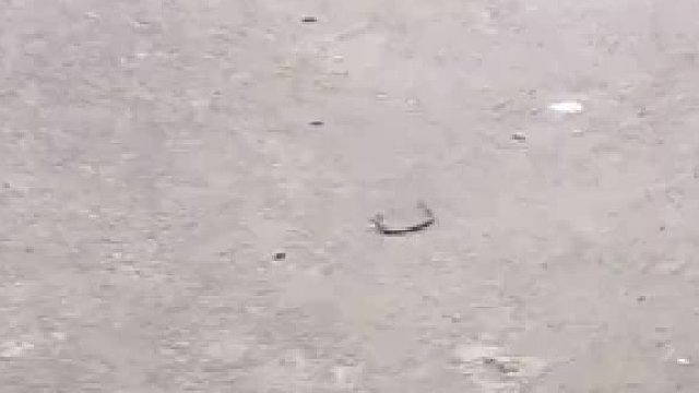 蜈蚣：你有没有为自己拼过命