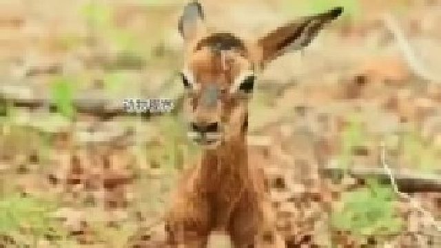 一只小羚羊的降生，新生命的开始