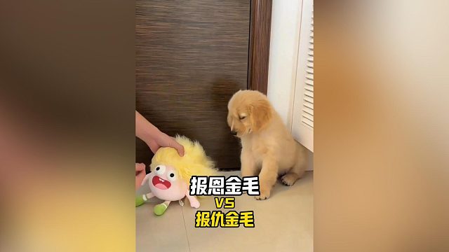 报恩金毛vs报仇金毛，你家养了哪一种？