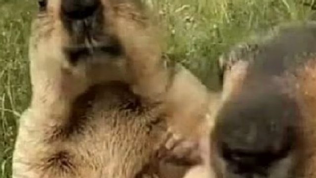 狂鲨丶梓涵 - 90894  鼠鼠突围，- 90894  鼠鼠突围，