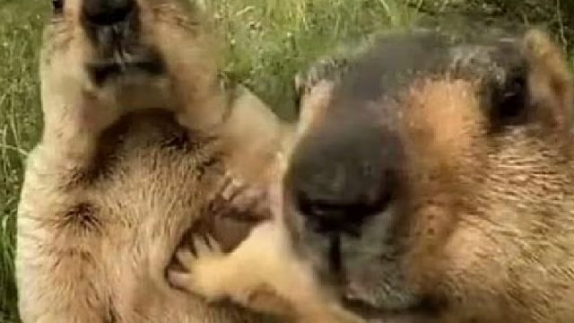 狂鲨丶梓涵 - 90894  鼠鼠突围，- 90894  鼠鼠突围，