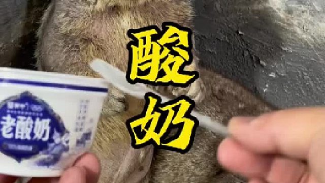 吃个酸奶