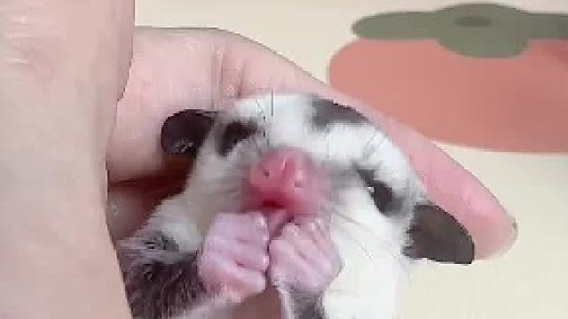 舔干净手手接财神咯！