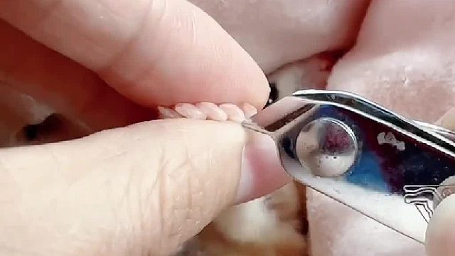 给两个寄养的小家伙剪个指甲，再把它们送回家去