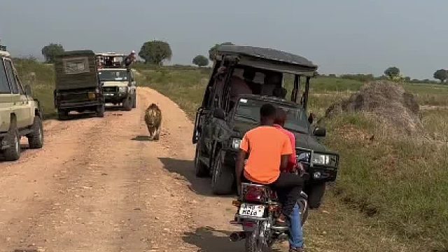 人家狮子只是不爱搭理你