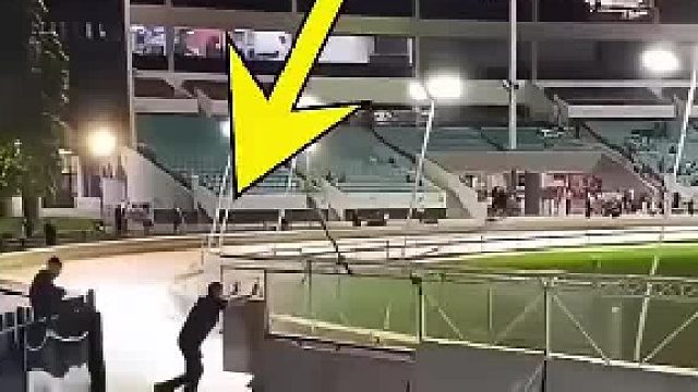 这家伙在灰狗比赛中有重要工作！