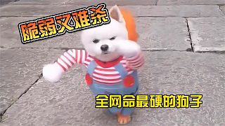 全網(wǎng)命最硬的狗子