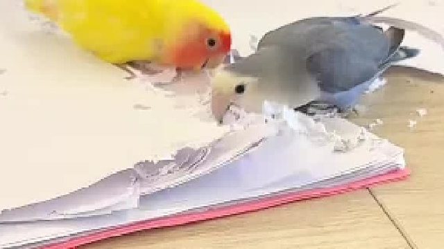 这俩货的破坏能力还是值得肯定的