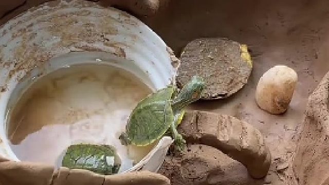 一只想越狱的龟