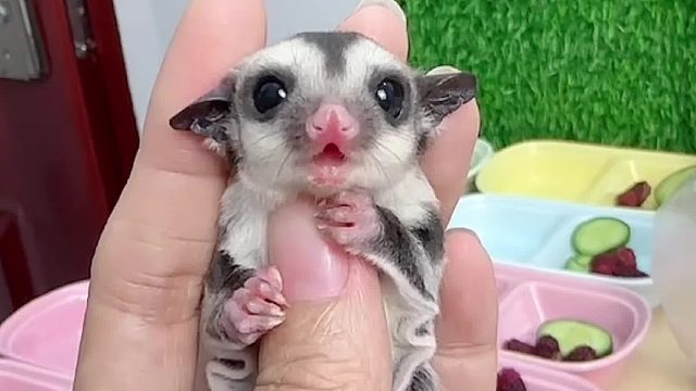 妈宝蜜，刚离开妈妈就哭唧唧