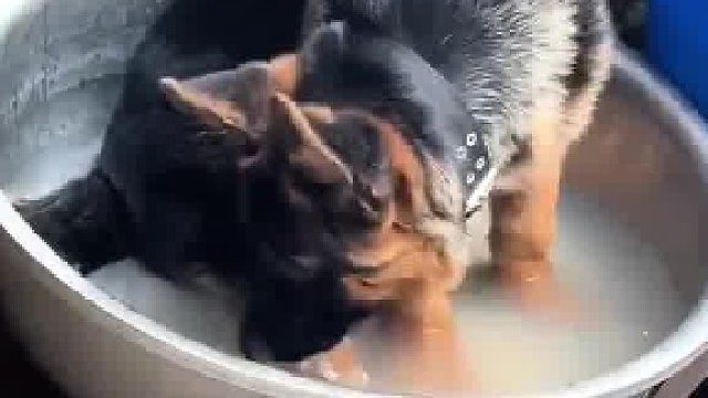 谁家小狗喝水坐盆子里喝