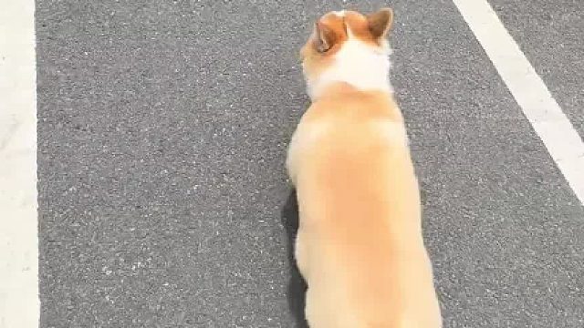 跟踪一条狗，让他觉得莫名其妙