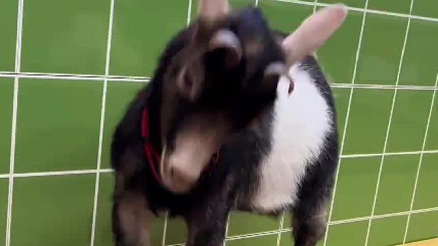 有本事把安全帽摘了