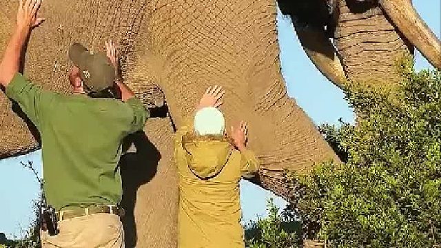 大象：用船测体重你们会吗！