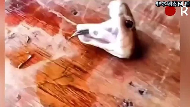 没了身子 蛇头也依然能动 网友：好顽强 这气势拿捏得稳稳的