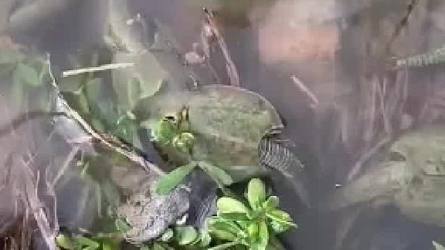 男子在小河边 发现了几只奇怪动物 有没有懂的知道这是什么