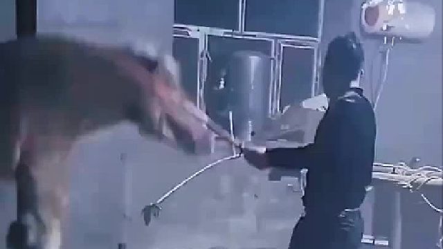 驯马师与野马的对决，力量与智慧的较量！