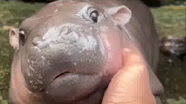 小河马就这样水灵灵得被拍生气了，谁还没点小孩脾气