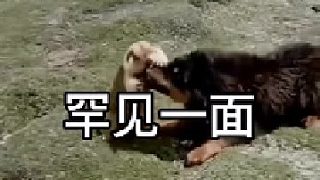 土拔鼠咬住藏獒