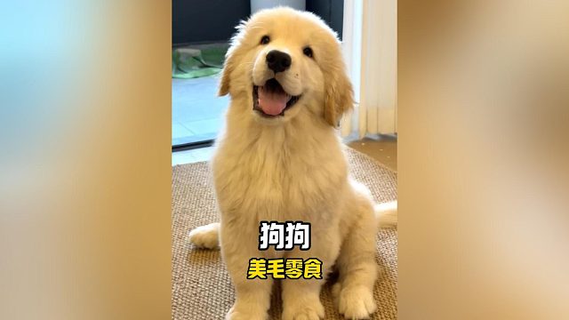 就这个鲭鱼罐头，狗狗直接光盘，还能美美毛