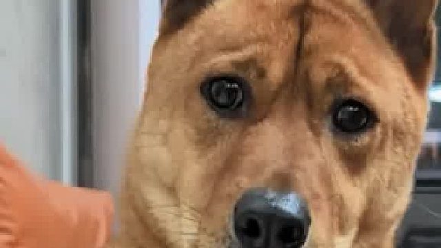 大黄最后说什么难听的话？