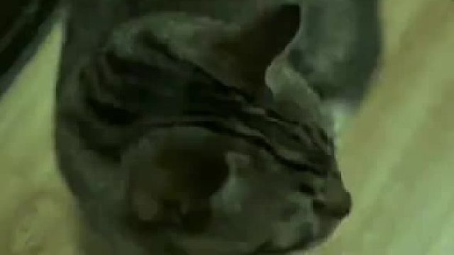 忍住不摸，看看小猫反应