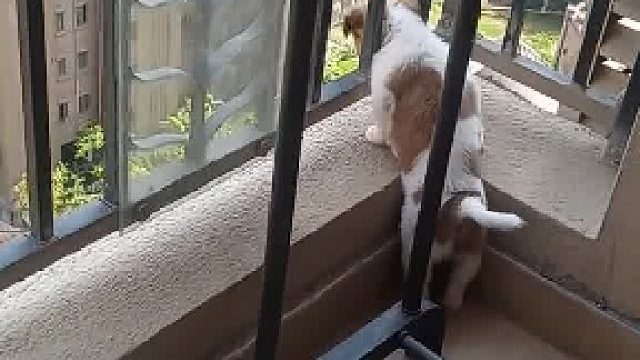 都不知道它啥时候不恐高了！