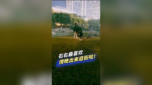 右右最喜欢傍晚出来散步啦