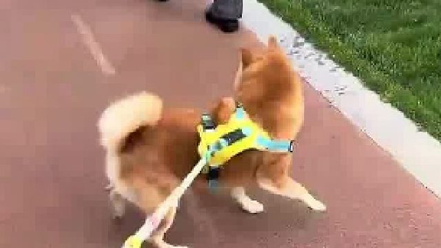 看见别的狗狗就这样。。。