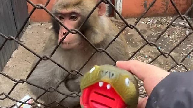 猴子：太幼稚  太无聊