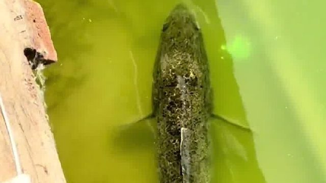 都是骗人的，哪有鱼吃塑料啊！