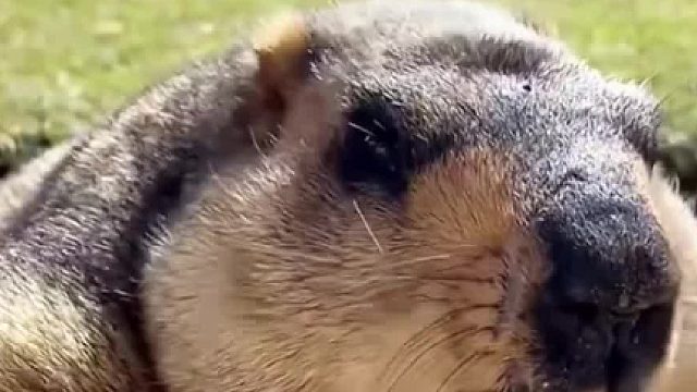 土拨鼠，人，你礼貌吗