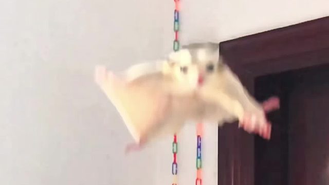 养蜜吧，感受一下什么是忠诚