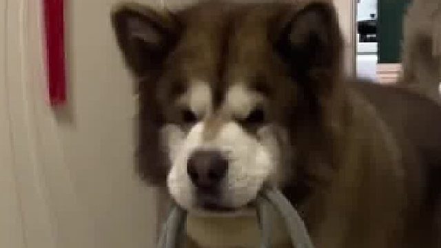 真的养了个活祖宗